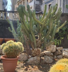Idős növények az cataniai botanikuskertben, Orto Botanico dell'Università di Catania, Olaszország